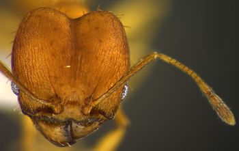 Media type: image;   Entomology 34149 Aspect: head frontal view